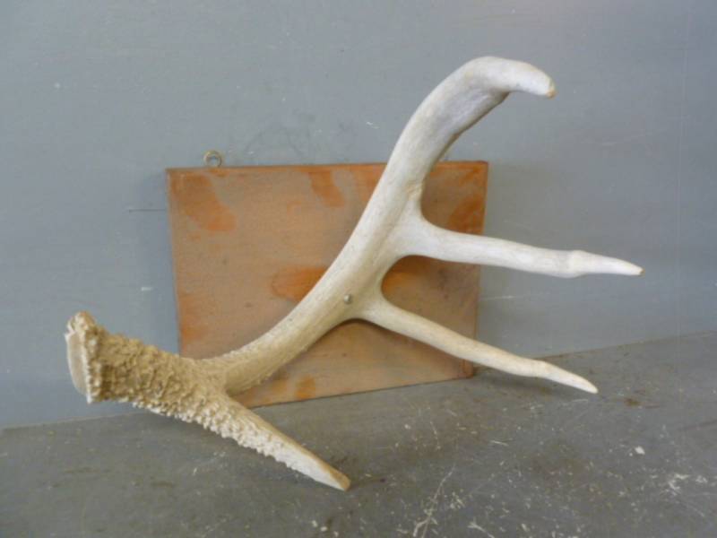 Antler Shed