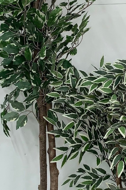 lot 5 image: Artificial Plants Set of 2