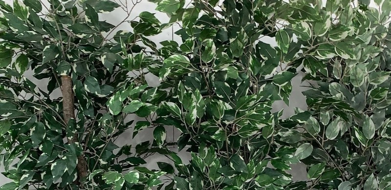 lot 2 image: Artificial Plants Set of 3