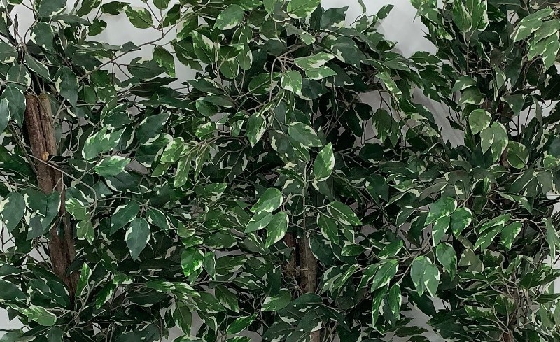 lot 7 image: Artificial Plants Set of 3