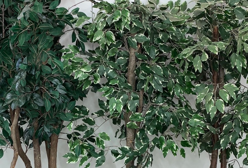 lot 8 image: Artificial Plants Set of 3