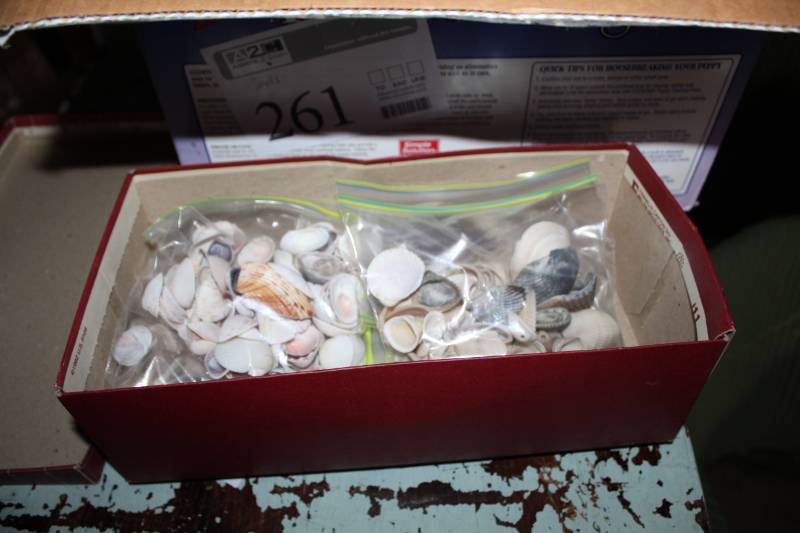 lot 261 image: Sea Shells, Drift Wood
