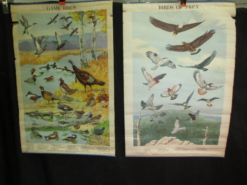 lot 13 image: Game Birds and Birds of Prey Posters