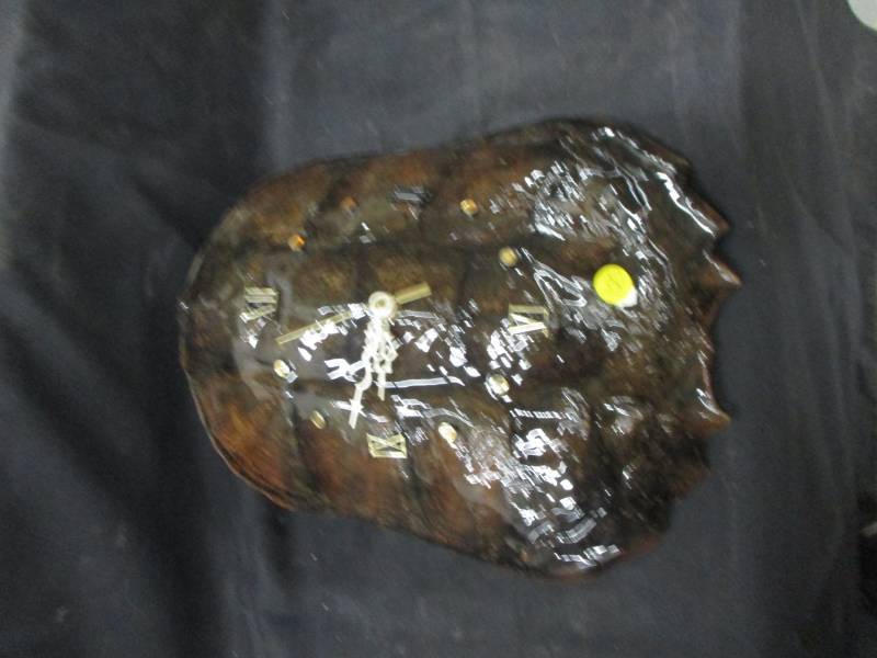 lot 125 image: Turtle Shell Clock