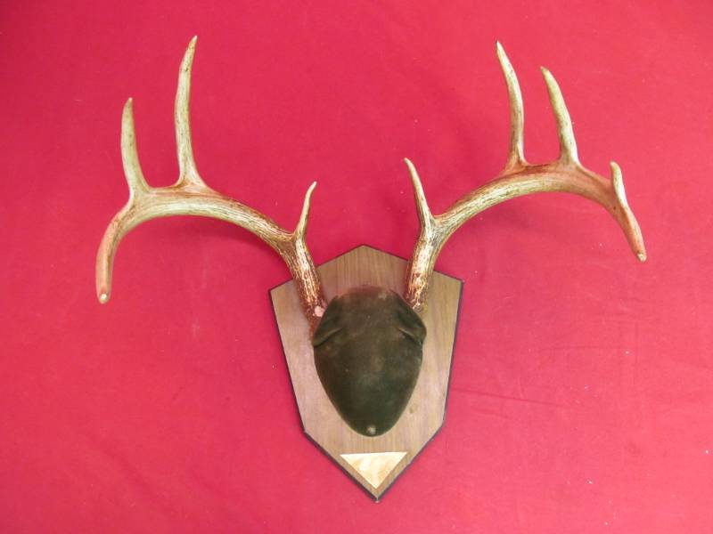 lot 58 image: deer antlers