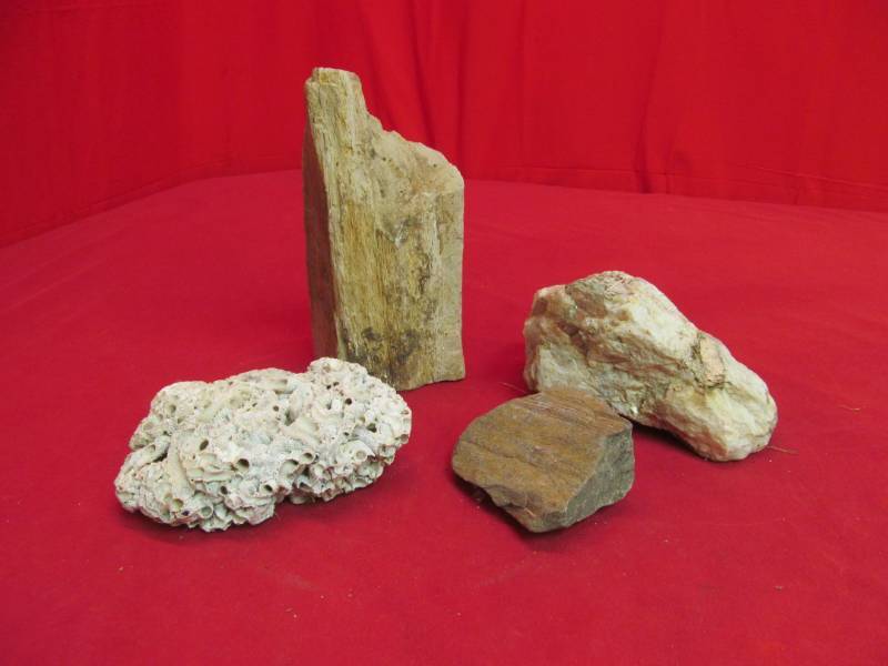 lot 101 image: petrified, fossilized rocks