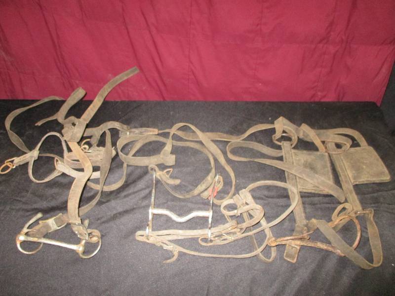 Bridals with stainless bits and blinders