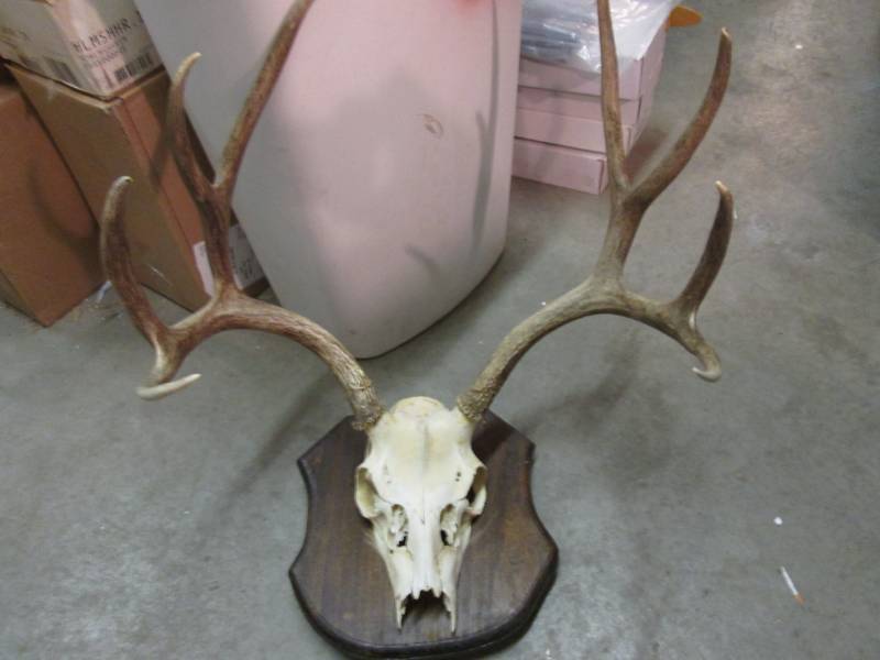 lot 140 image: Mounted Deer Skull and Antlers  FDS...