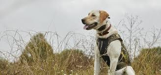 lot 39 image: Sportsman 200
