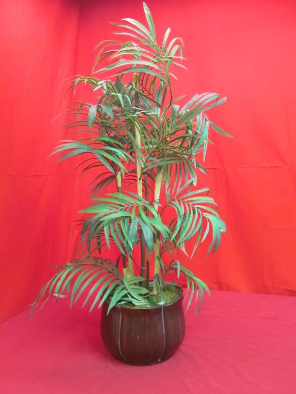 lot 5 image: tree in ceramic pot