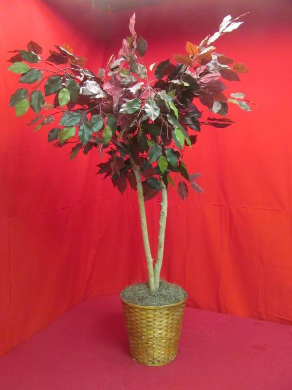 lot 7 image: tree in basket