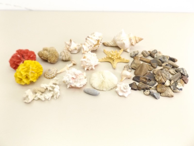 lot 28 image: Collection of Rare and Unique Petrified Wood, Seashells, Coral, etc.