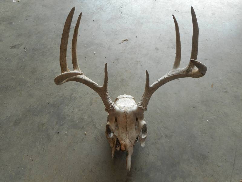 lot 8 image: Deer Antlers