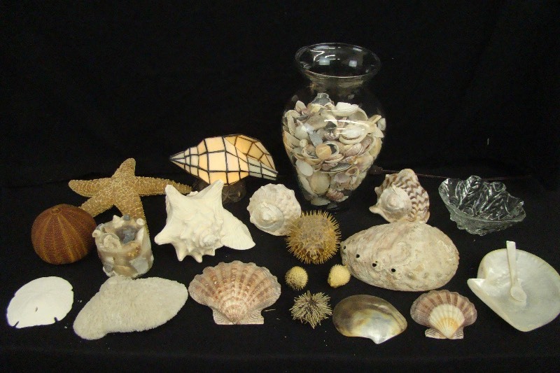 lot 159 image: Large Seashell Lot with Lamp Coral Fish Etc