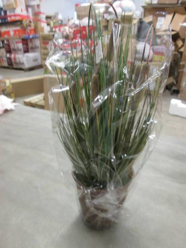 lot 12 image: Cattails in Pot 18 inch...