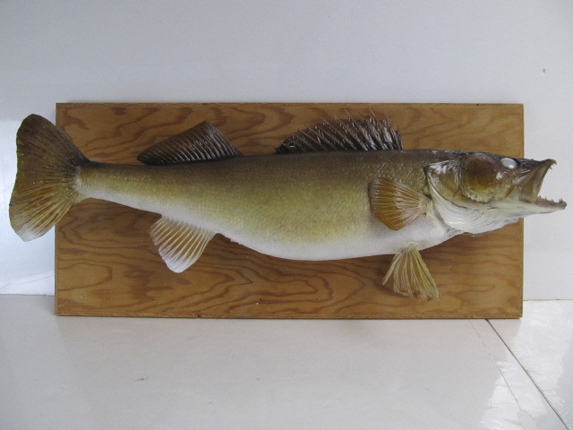 lot 136 image: NICE 23 Taxidermy Walleye Mount