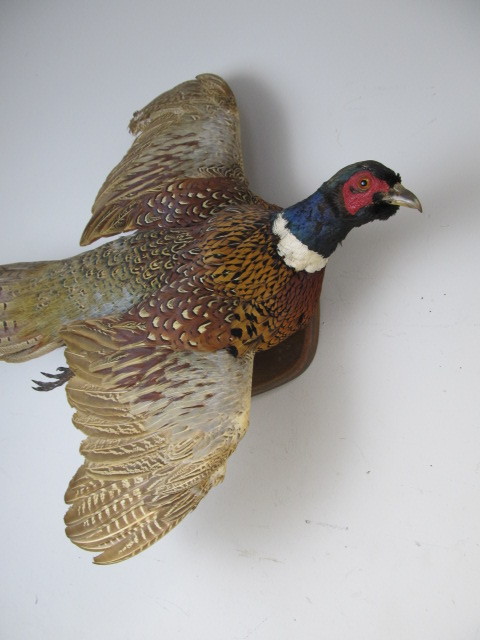 lot 137 image: Large Right Facing Taxidermy Pheasant Mount