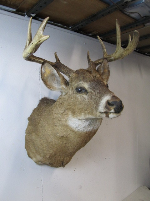 lot 1 image: Large 10 Point Trophy Buck Taxidermy Mount               