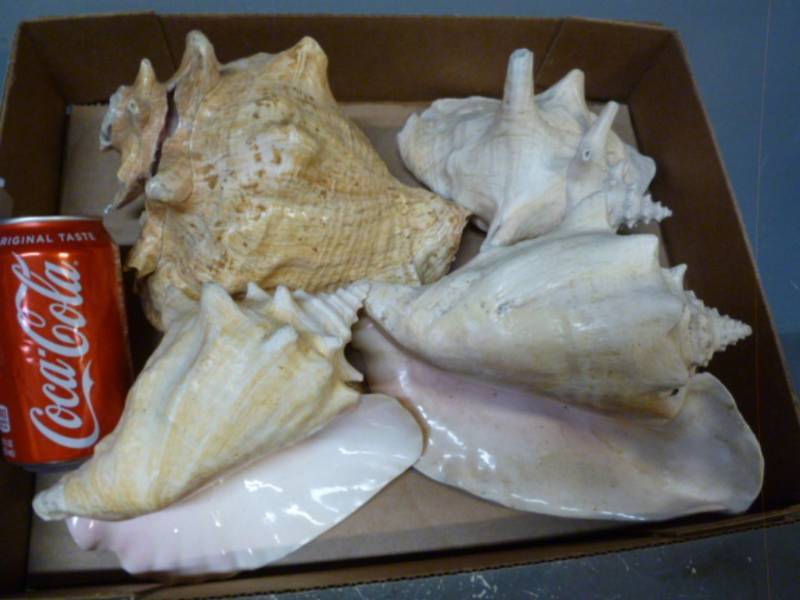 lot 130 image: Large Seashells