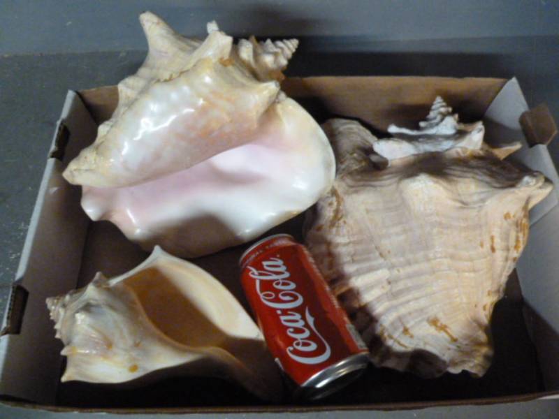 lot 131 image: Large Seashells