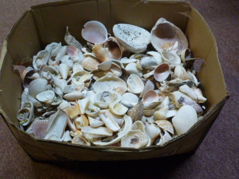lot 132 image: Seashells