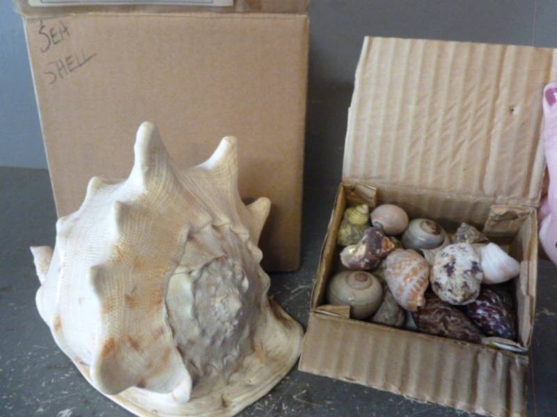 lot 327 image: Seashells