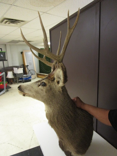 lot 514 image: 7 POINT BUCK TAXIDERMY