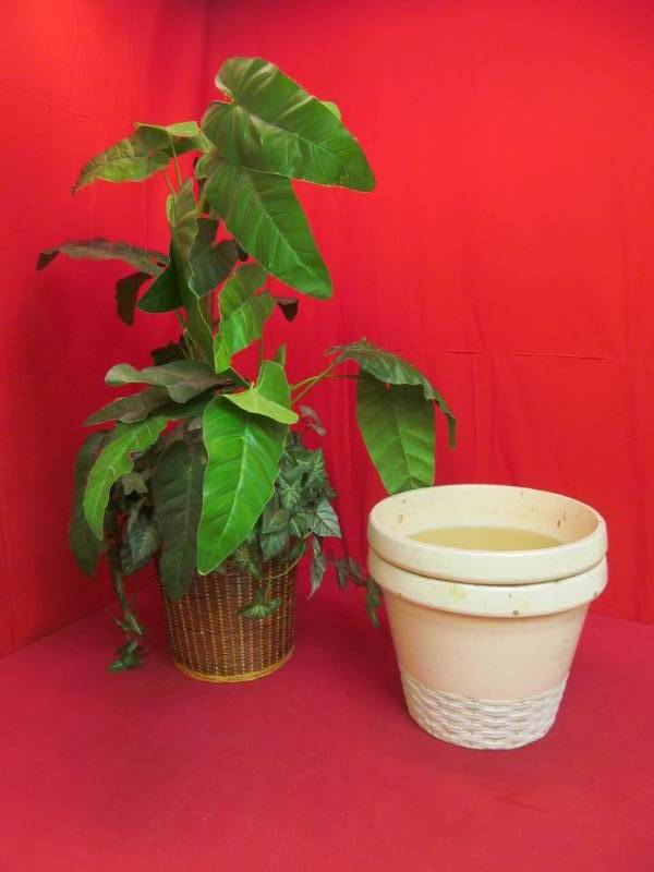 lot 110 image: decorative plant