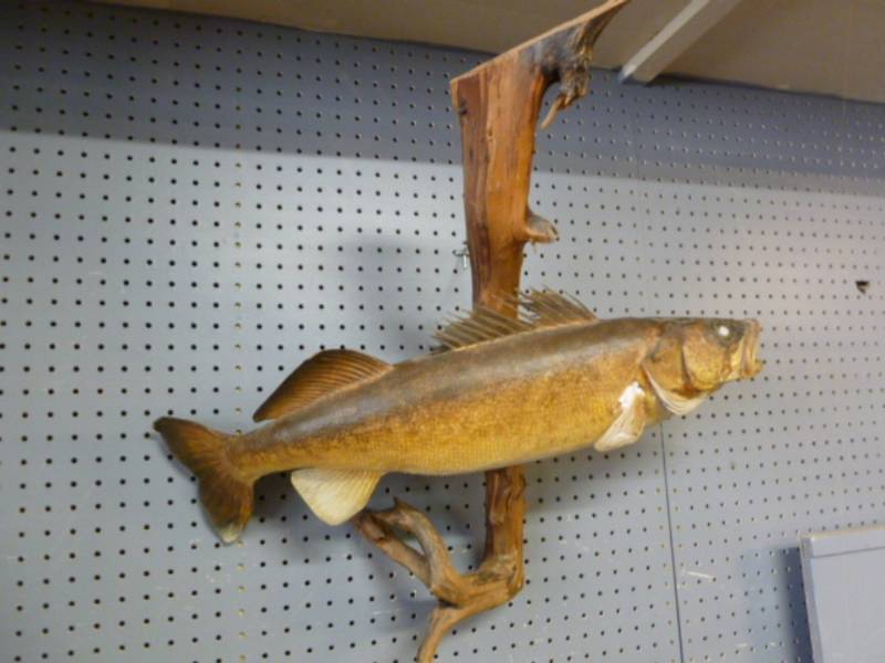 lot 128 image: Walleye Mount