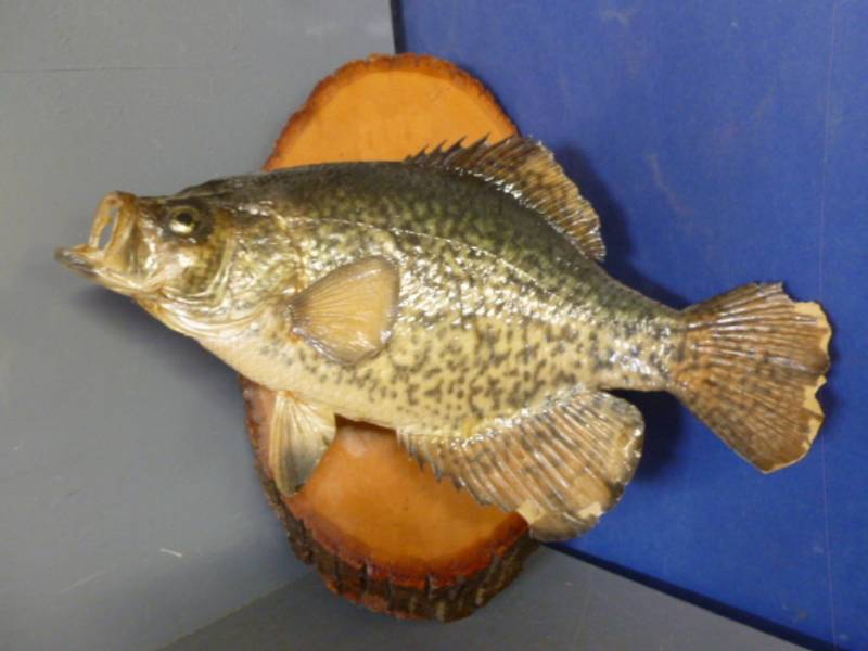 lot 129 image: Fish Mount