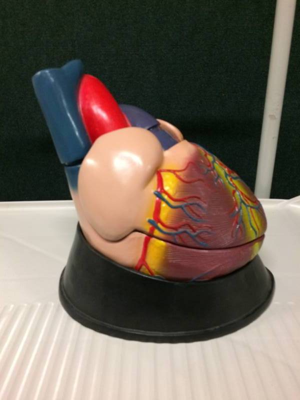 lot 39 image: Heart Anatomy Model