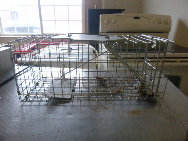 lot 36 image: Live Trap