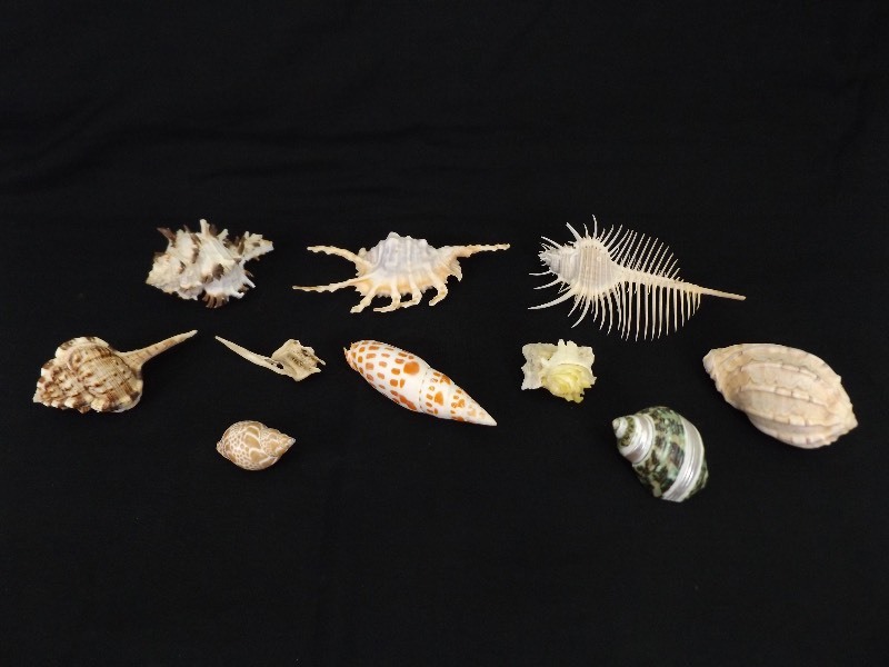 lot 14 image: Collection of RARE Seashells