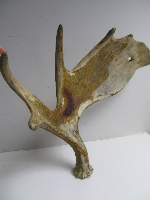 lot 106 image: Large Genuine Moose Antler