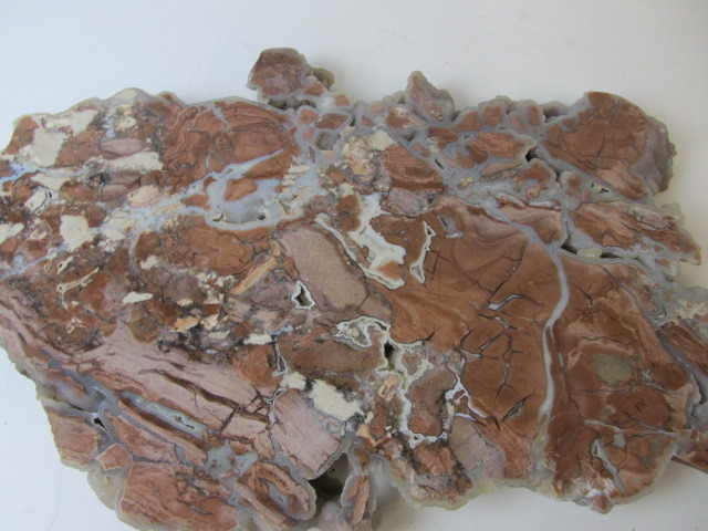 lot 132 image: Slab of Petrified Wood