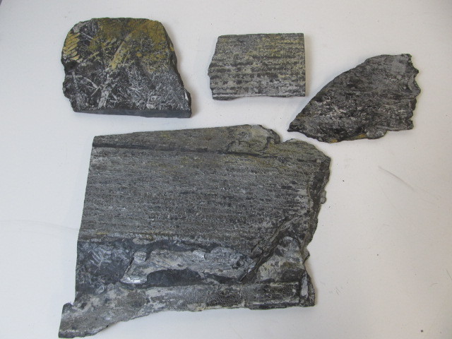 lot 134 image: Shale Slabs wVegetation Fossils
