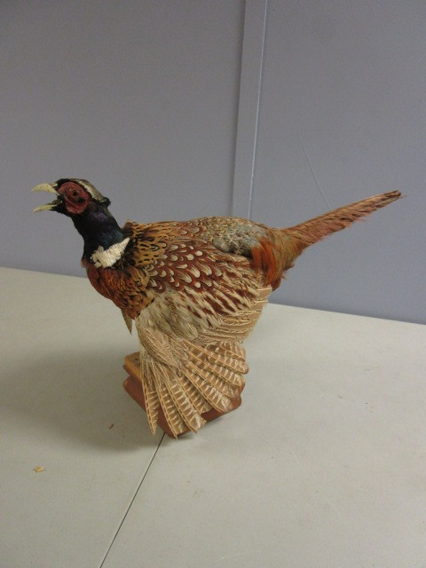 lot 355 image: PHEASANT TAXIDERMY