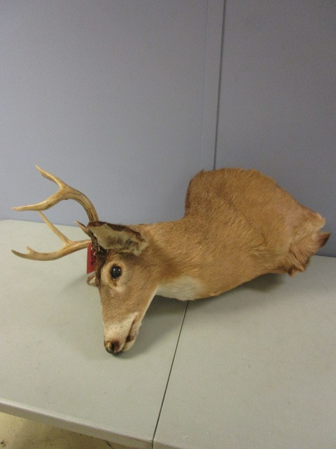 lot 356 image: TAXIDERMY DEER HEAD