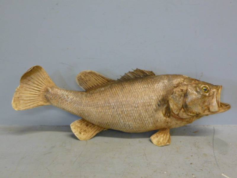 lot 275 image: Fish Mount