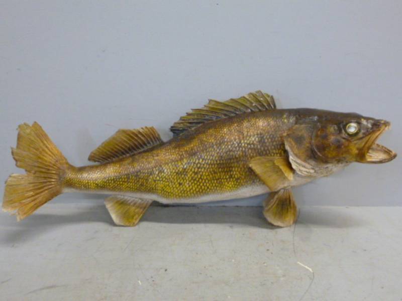 lot 276 image: Fish Mount
