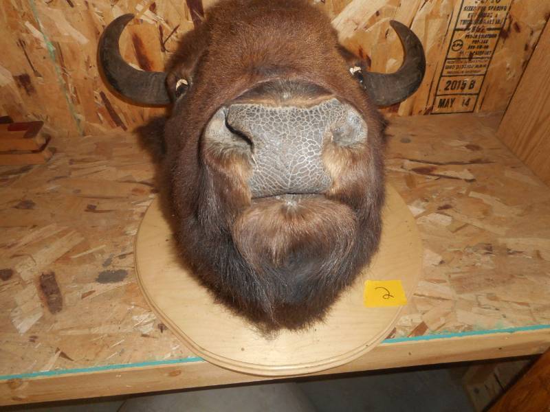 Mounted Buffalo Head