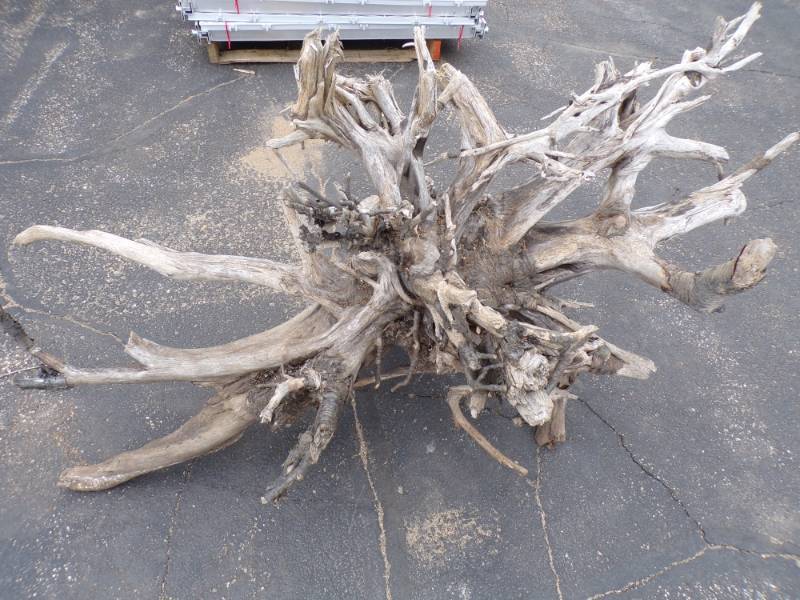lot 11 image: Driftwood Stump
