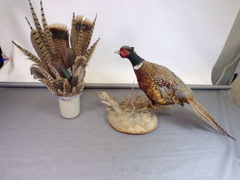 lot 48 image: Pheasant mount with Feather Mount