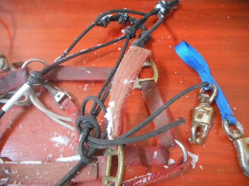 Horse Halters