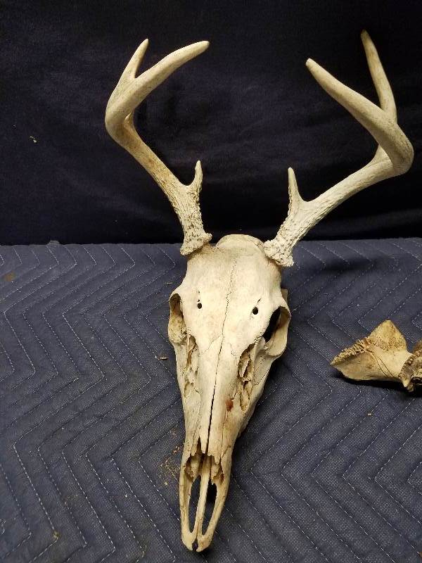 lot 29 image: Deer Skull and Antlers