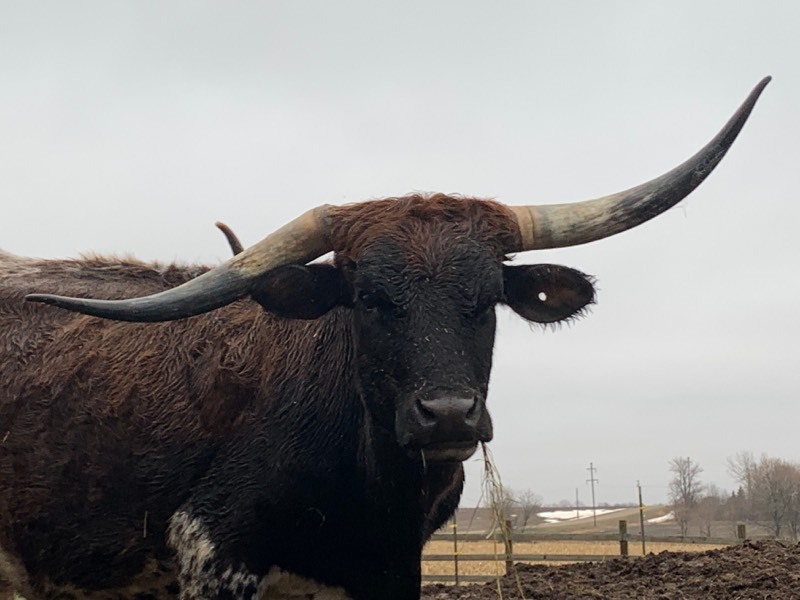 Purebred Texas Longhorn Cow---Possibly Pregnant