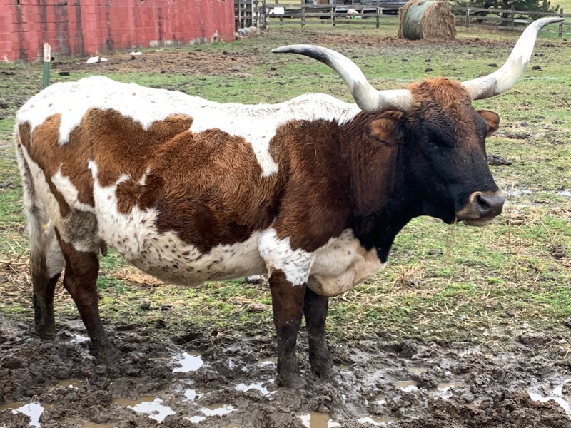 Purebred Texas Longhorn Cow---Possibly Pregnant