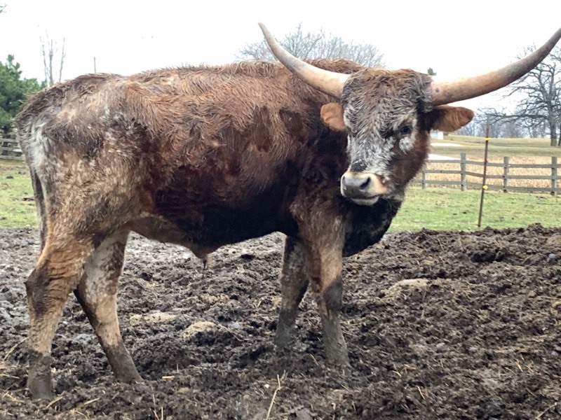 Purebred Texas Longhorn Bull