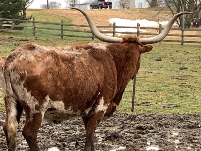 Purebred Texas Longhorn Cow---Possibly Pregnant