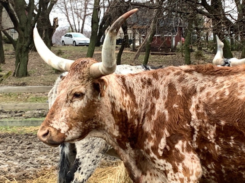 Purebred Texas Longhorn Cow---Possibly Pregnant